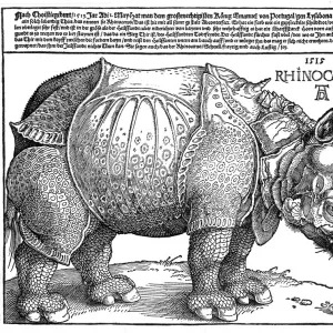 Albrecht Durers Rhinoceros