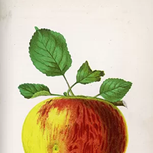 Alexander Apple 1871
