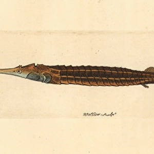Alligator pipefish, Syngnathoides biaculeatus