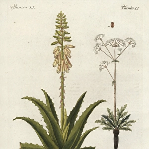 Aloe vera and asafoetida, Ferula assafoetida