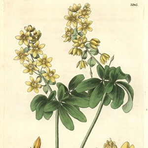 Altaic leontice, Leontice altaica or Gymnospermium altaicum
