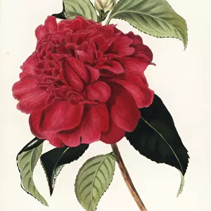 Althaeiflora hybrid camellia, Camellia japonica althaeiflora