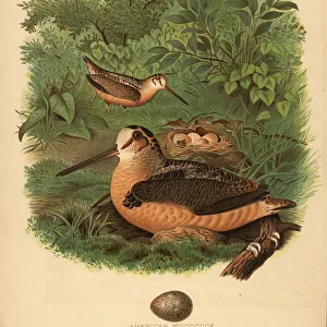 American woodcock, Scolopax minor