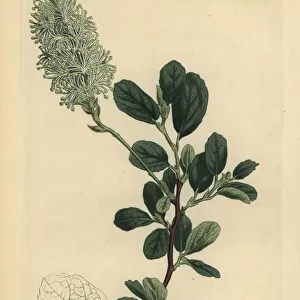 American wych hazel, Fothergilla gardenii