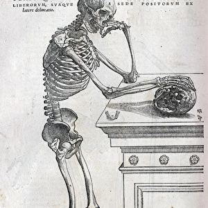Anatomical drawing of a human skeleton
