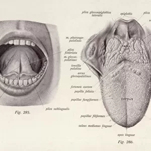 Anatomy / Head / Tongue