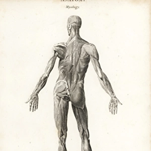 Anatomy of human musculature