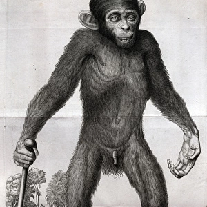 Anatomy - Young chimpanzee