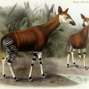 Okapi Print, 1903 by Johnston Okapi Print, 1903 by Johnston