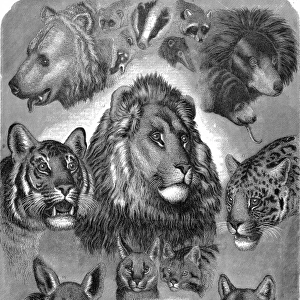 Animals of London Zoo, 1877