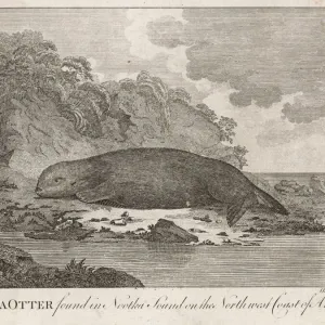Northwest Coast Sea Otter Print Northwest Coast Sea Otter Print