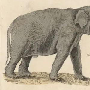 Riesenelefant / indischer 1930 Riesenelefant / indischer 1930