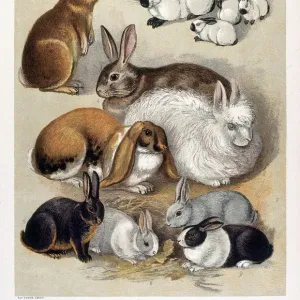 Rabbits in Various Breeds Print Rabbits in Various Breeds Print