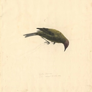 Anthornis melanura, New Zealand bellbird