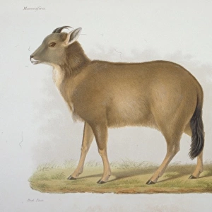 Antilope caudata, blackbuck