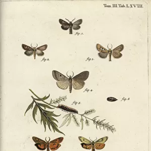 Antler moth, Lygephila lusoria and feathered footman