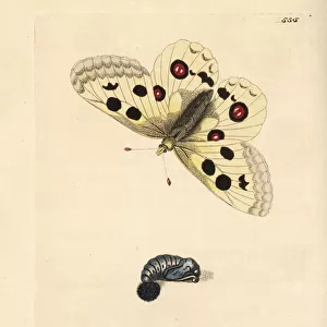 Apollo butterfly, Parnassius apollo. Vulnerable
