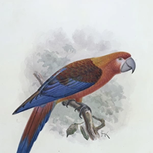 Ara tricolor, Hispaniolan macaw