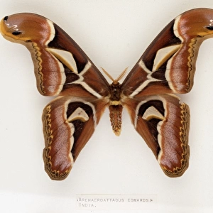 Archaeroattacus edwardsii, Indian silk moth