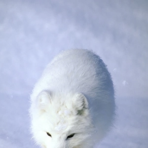 Arctic Fox searches for food, trotting along