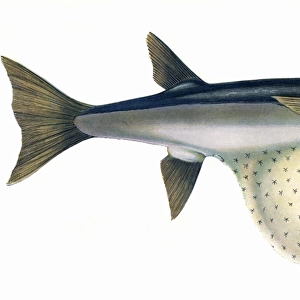 Arothron stellatus, or Pennants Globefish