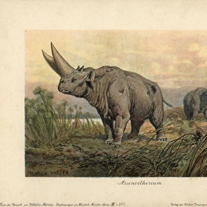 Arsinoitherium, an extinct genus of paenungulate