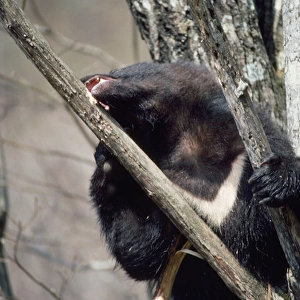 Asiatic Black bear - in tree eating bark