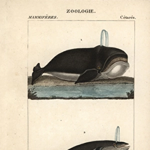 Atlantic right whale, Eubalaena glacialis