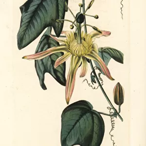 Australian passion flower, Disemma herbertiana