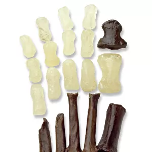 Australopithecine or Homo habilis foot (OH8) cast