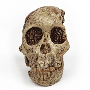 Australopithecus africanus, the Taung child