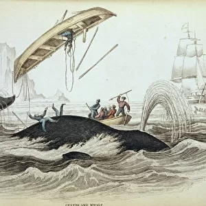 Balaenidae Collection: Bowhead Whale
