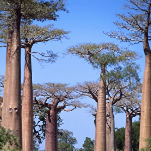 Baobab / Boab Tree