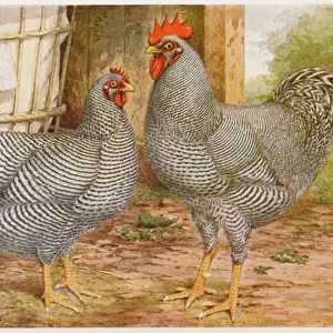 Chickens Canvas Print Collection: Plymouth Rock