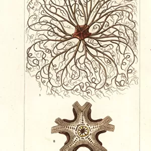 Basket star or gorgons head, Astrocladus euryale