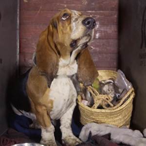 Basset hound with shopping basket