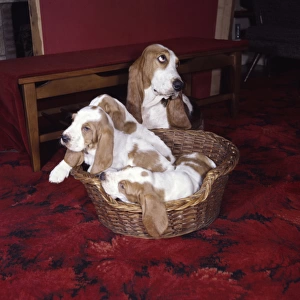 Four Basset hounds with basket