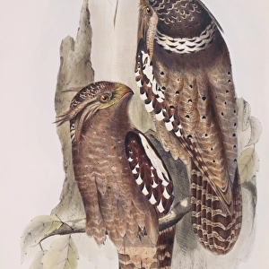 Frogmouths Collection: Goulds Frogmouth
