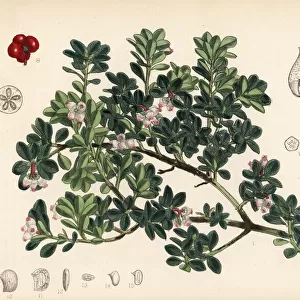 Bearberry, Arctostaphylos uva-ursi