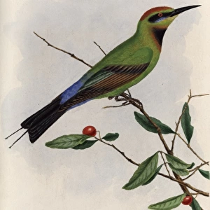 Bee-eater from New South Wales, Australia