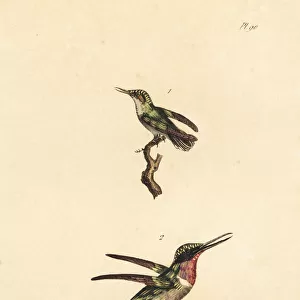 Bee hummingbird and amethyst woodstar
