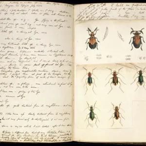Double Page Spread of Beetle Illustrations Print