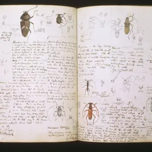 Beetle Double Page Print
