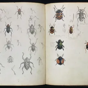 Beetles Double Page Spread Print by Henry Walter Bates