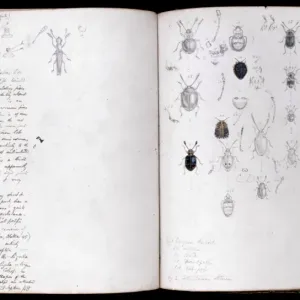 Beetles Page Spread Print by Henry Walter Bates