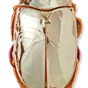 Prints of Beetle : Beetles