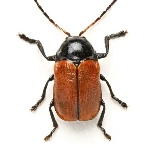 Hazel Pot Beetle Print (Beetles) by Mary Evans Prints Online