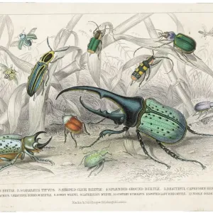 Hercules Beetle Print in Tropical Habitat Hercules Beetle Print in Tropical Habitat