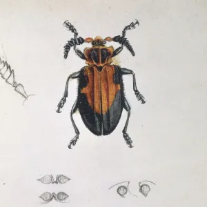 Longhorn Beetle Print by Mary Evans Prints Online