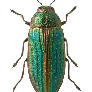 Close-up of Splendour Beetle Print, Natural History Museum